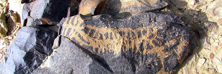 Rock Art from Negev Desert interperted as Venus Calendar